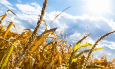 Onbinlerce çiftçiye müjde