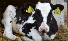 Genç Çiftçilere Büyükbaş Hayvan Desteği