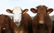 Hayvancılık neden çöktü?