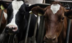 Sığır kesim Fiyatları 2018