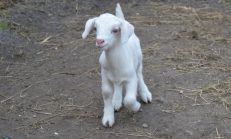 Keçi Çiftliği Kurmak istiyorum