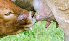 Tarım ve Orman Bakanı Bekir Pakdemirli’den üreticiye müjdeli haber.