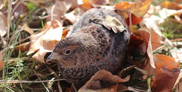 Bıldırcınlar ve Bıldırcın Fiyatları