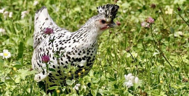 Paçalı Tavuk Cinsleri