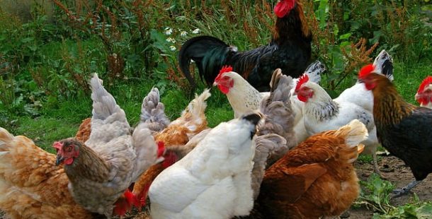 Tavuklar Nasıl Çiftleşir?